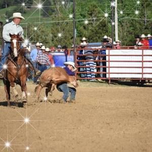 Meet your Posher, Owen